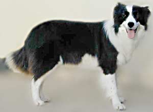 Border Collies: Deborah at 18 months old