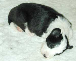 Esther at 15 days already showing  a lovely head shape