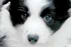 Border Collie, postcards