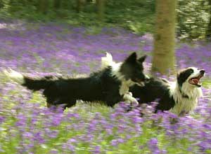 Border Collie - Esther