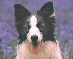 Border Collie - Esther