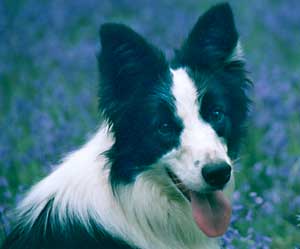 Border Collie - Esther