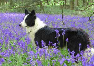 Border Collie - Esther