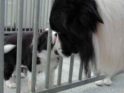 Esther gets to know Hercules without getting trodden on!