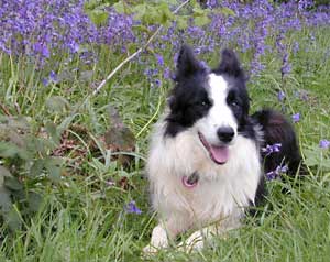 Border Collie - Esther