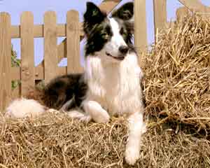 Border Collie - Esther