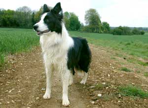 Border Collie - Esther