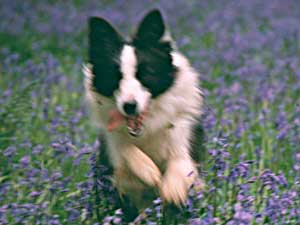 Border Collie - Esther