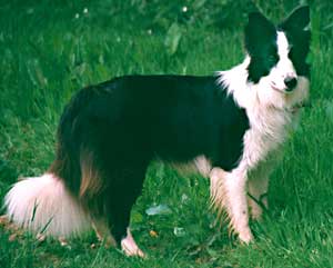 Border Collie - Esther