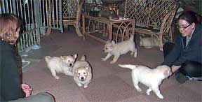 Golden Retriever puppies with Marie and Camilla