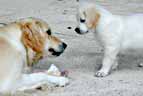 Border Collie and Golden Retriever Free E-Postcards