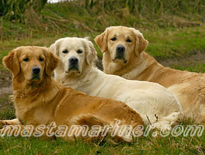 Golden Retriever Image