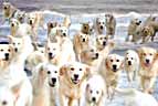 Golden Retriever home page