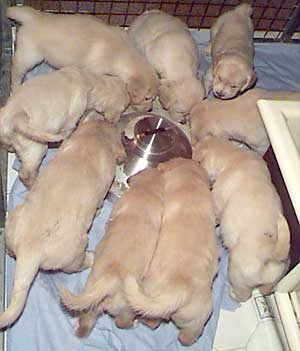 golden retriever litter feeding