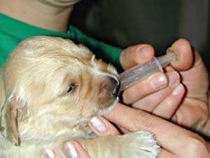 Golden Retriever puppy being wormed