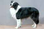 Border Collie, Hercules