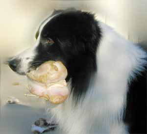 Border Collies Hercules with a bone