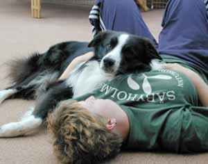 Border Collies Hercules resting