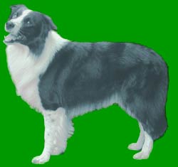 Border Collie Colours Blue (slate)