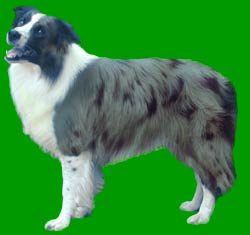 Border Collie Colours Blue Merle