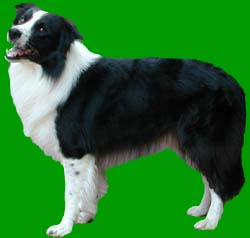 Border Collie Color Chart