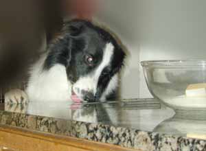 Border Collies Hercules cooking