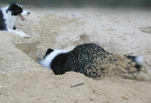 Border Collies Hercules digging