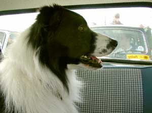 Border Collies Hercules - In the mini