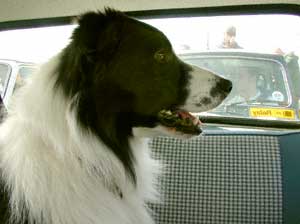 Border Collies Hercules - In the mini