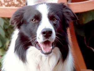 Border Collie Hercules - 