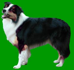 Border Collie Colours Tricolour (black white and tan)