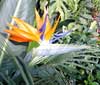 Strelitzia