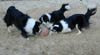 border collies playing