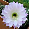 Cactus flower