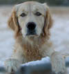 Daisy in the Snow