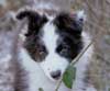 esther chewing winter nettles