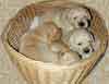 Puppies in a basket