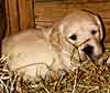 Asleep in the Hay