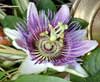 Passion Flower