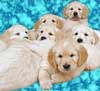 Pile of Puppies