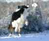 Scrumpy playing snowball