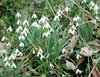Snow Drops