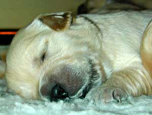 golden retriever puppy