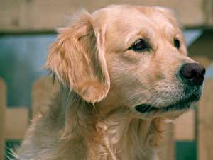 Golden Retriever Images