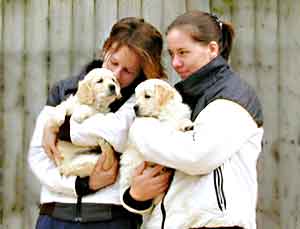 Dog Carer Au Pairs Golden Retriever Puppies with Marie and Anna