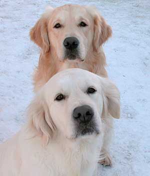 Golden Retriever Image