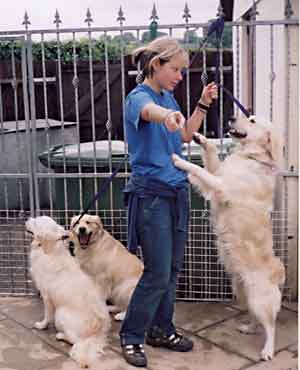 Au Pair Dog Carers Golden Retriever magic being naughty