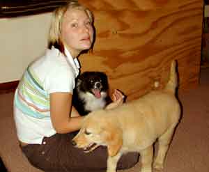 Border Collie and Golden Retriever puppies with Johanna