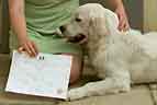 kennel club good citizen test scheme