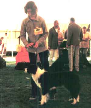 Au Pair Dog Carer Border Collie Cider shown by Lisa
